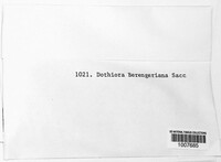 Dothiorella berengeriana image